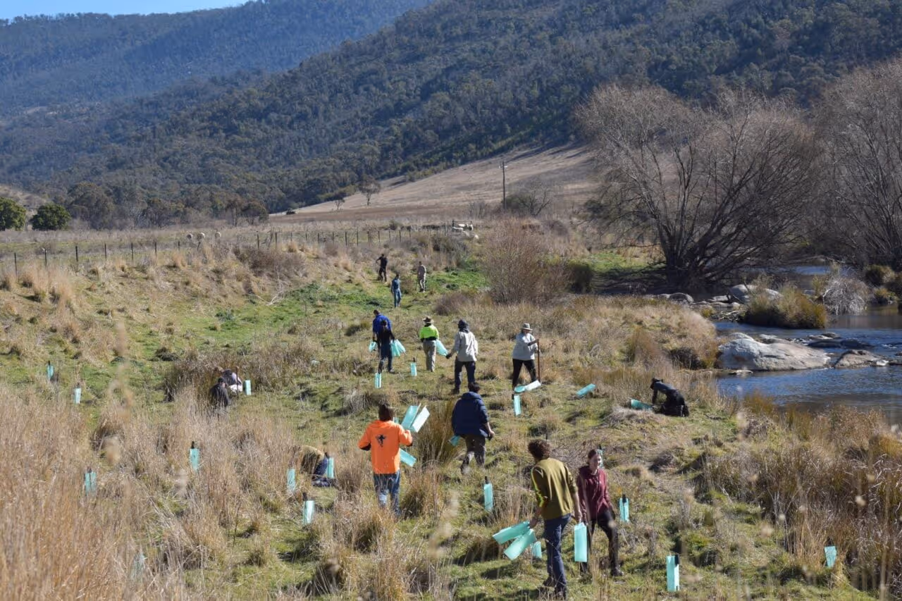 Group of people planting young trees protected by green guards along a grassy riverbank with hills in the background.