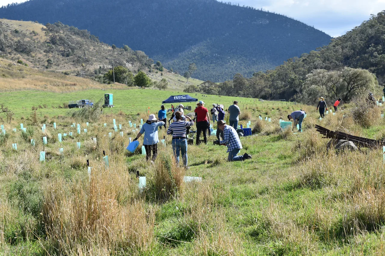 People planting or tending young trees in a grassy field with protective tubes, surrounded by hills and mountains.