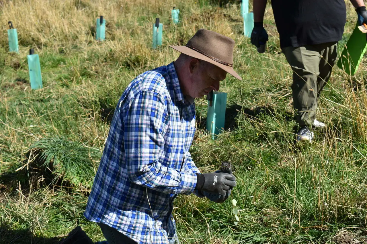 Man wearing a brown hat and blue plaid shirt planting a seedling in a grassy field with tree protectors.