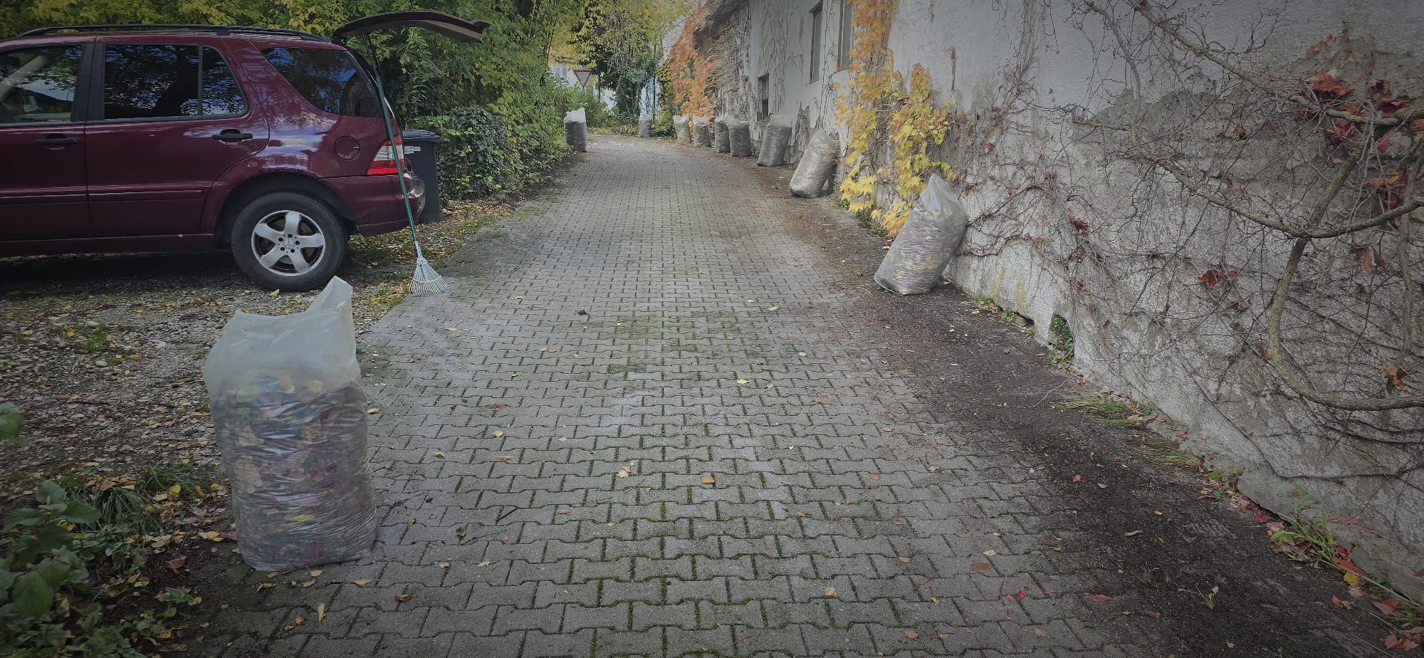 Paved driveway lined with bags filled with leaves, a maroon SUV with its trunk open, and a rake leaning against the vehicle.