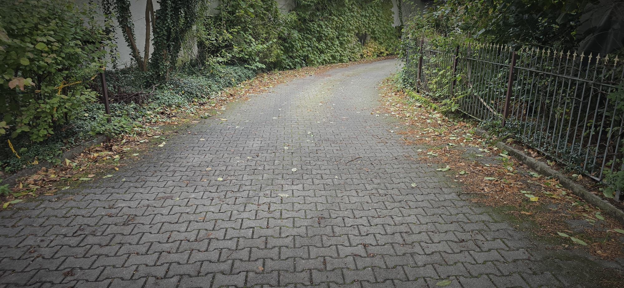 Curving cobblestone path bordered by dense green foliage and a metal fence with fallen leaves scattered along the sides.