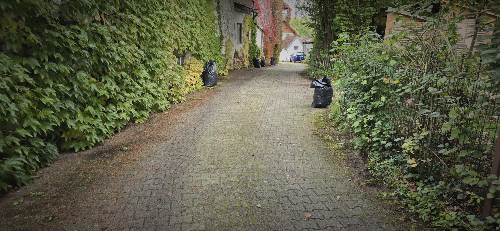 Narrow paved path lined with dense green ivy on the left wall and bushes fenced on the right, with multiple black garbage bags placed along the sides.