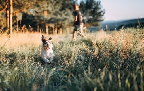 dog running in a park