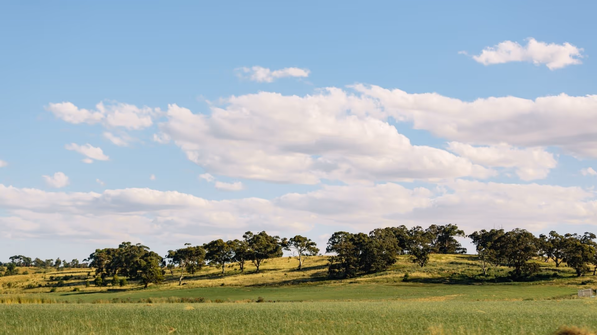 A wide landscape shot of rolling green hills dotted with scattered trees beneath a bright blue sky filled with soft, white clouds.