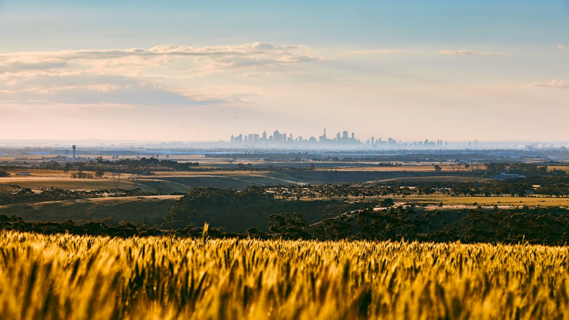 Golden wheat field overlooking distant city skyline at sunset.
