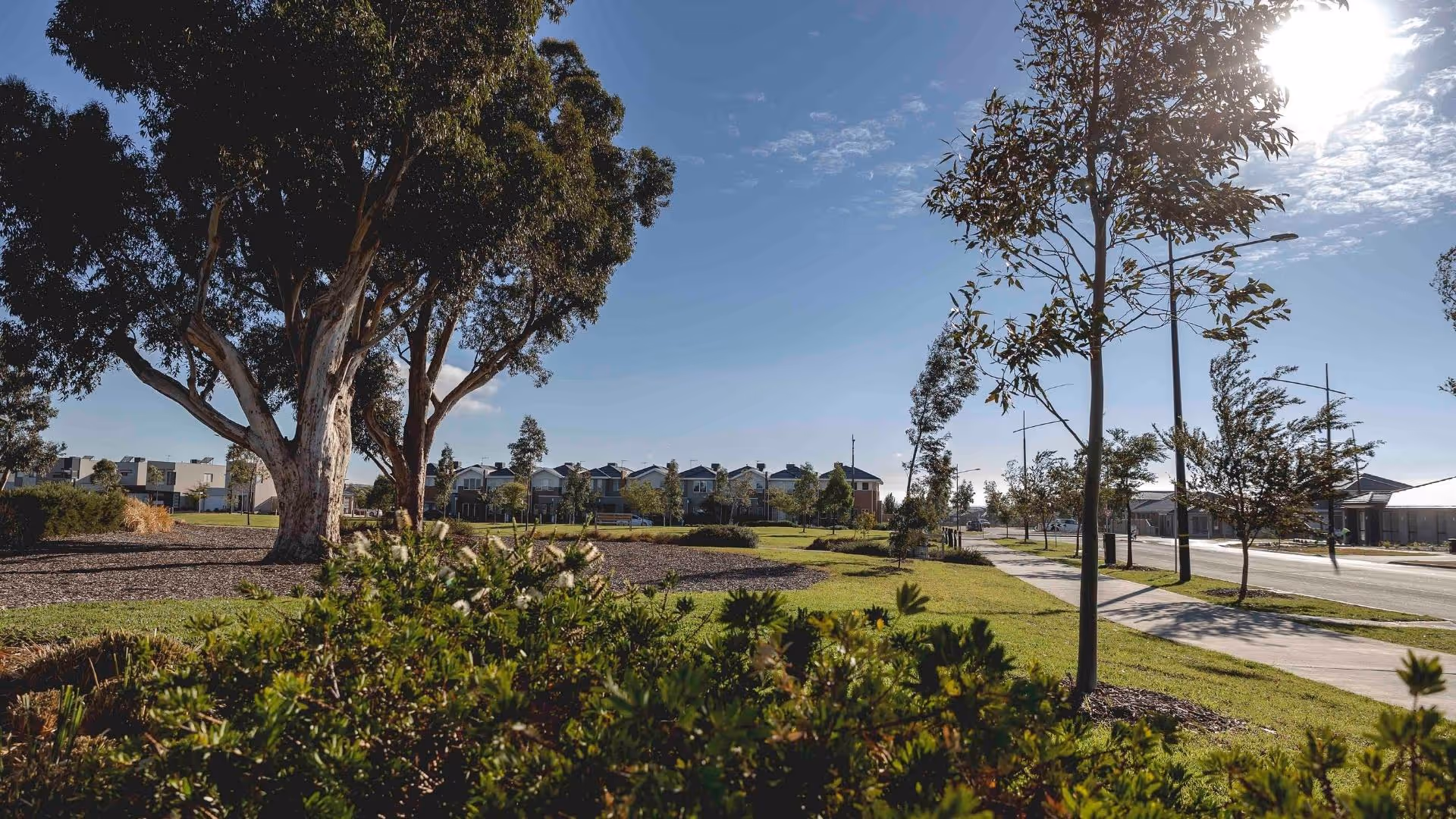 Ground-level photo of a large, established gum tree next to a grassy park area and footpath. Rows of new, modern suburban houses are visible in the background against a bright blue, sunny sky.