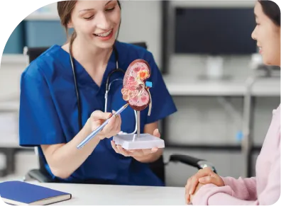 Doctor showing a patient a model kidney 