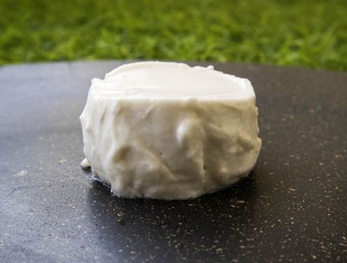 First Bite: APAC Startups Developing Plant Fats, Whole Cuts & Cultured Pet Food Backed by Climate-Centric VC Fund