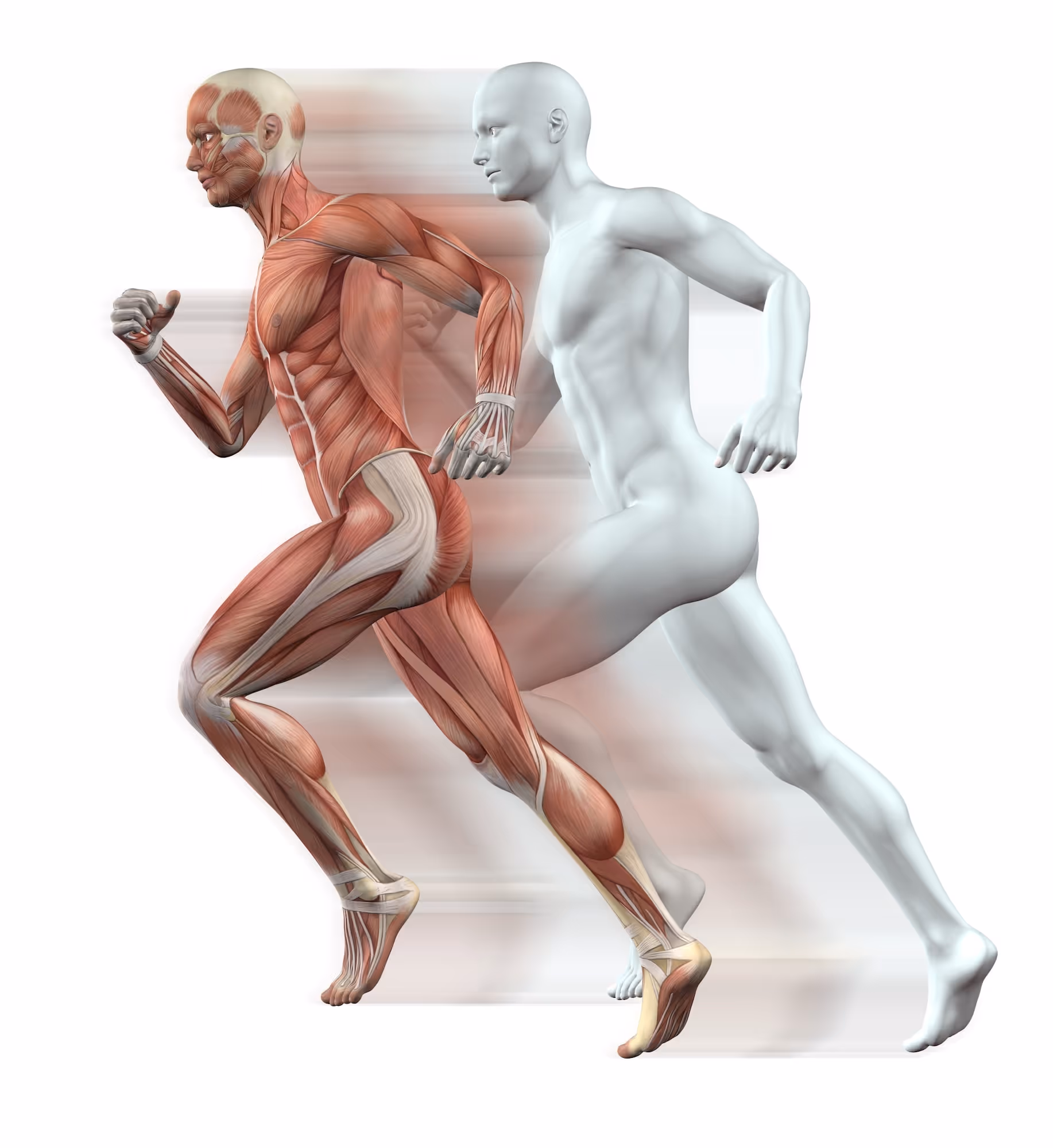 Human anatomy body in motion