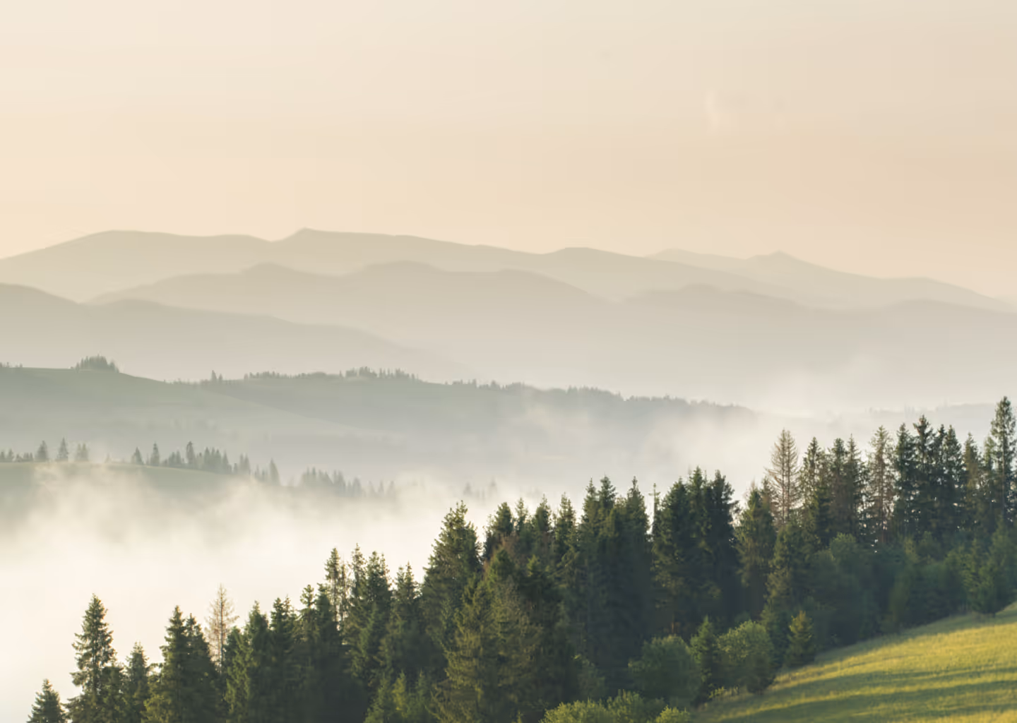 Foggy pine forest on a hillside with layered mountain silhouettes under a pale sky.