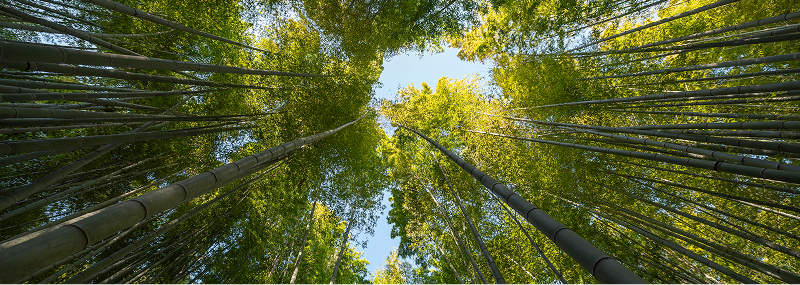 View looking up at tall bamboo stalks with green leaves against a bright blue sky.