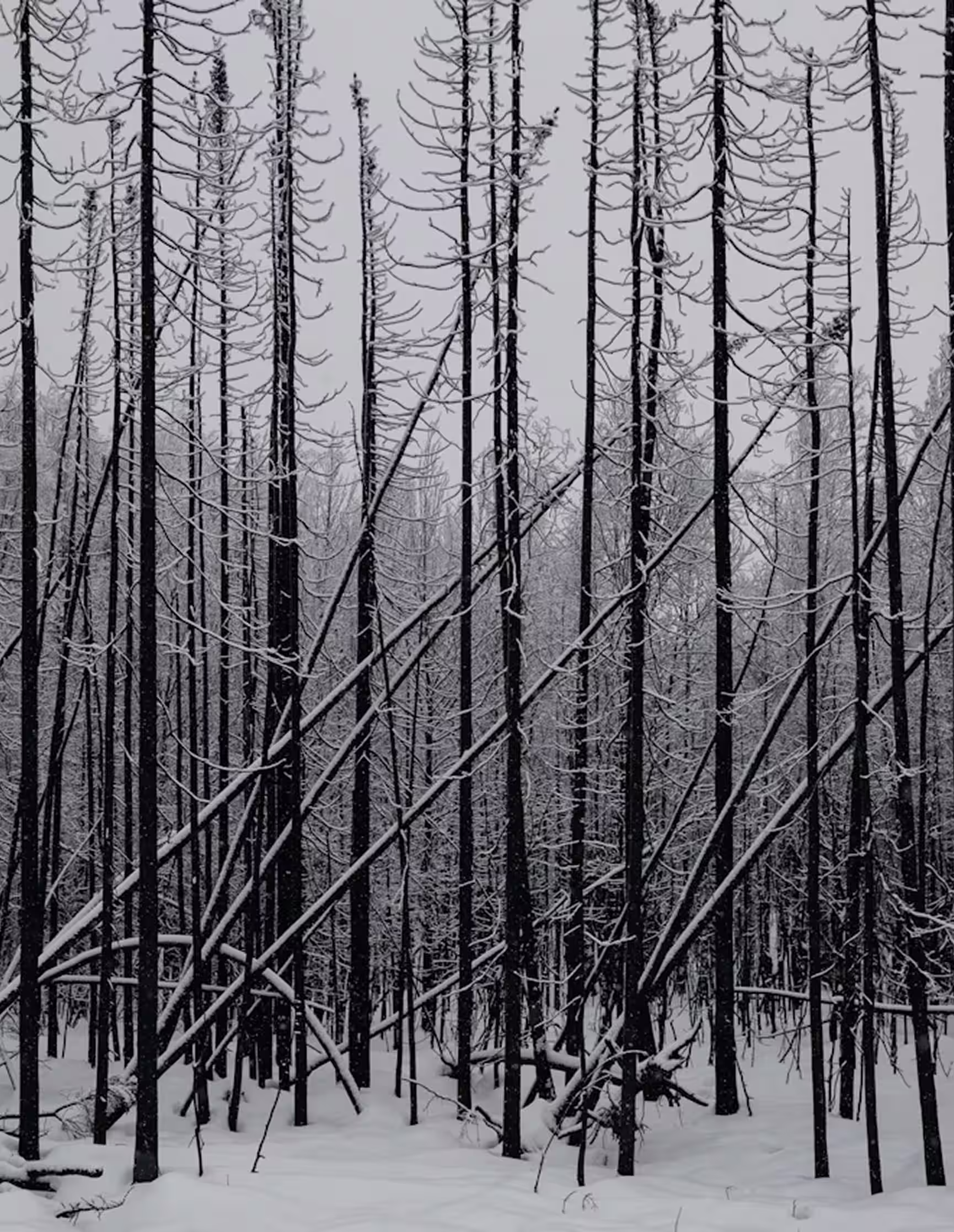 Snow-covered forest with tall, slender trees and thin branches lightly dusted with snow.