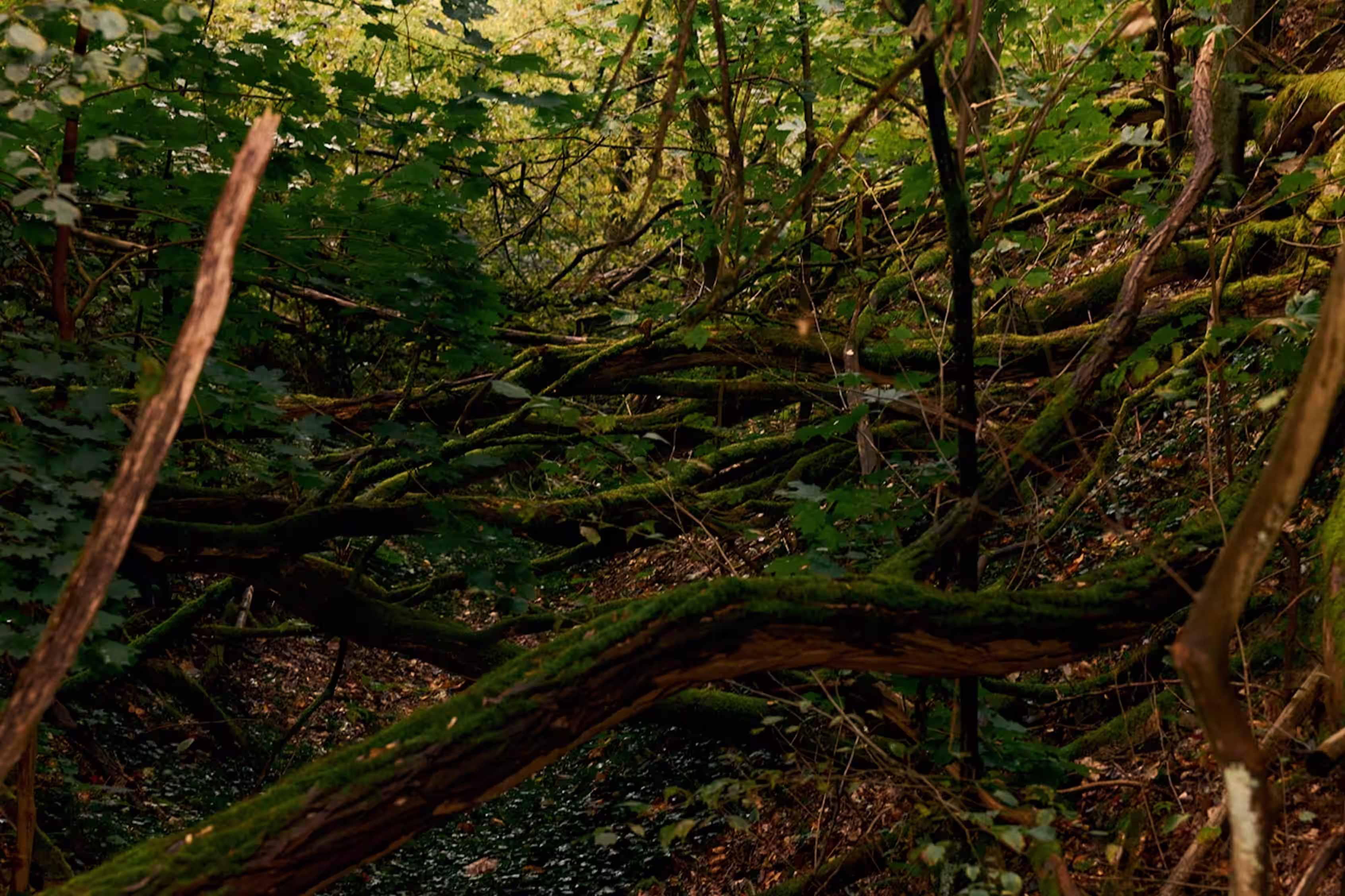 Dense forest floor covered with fallen, moss-covered branches and green foliage.