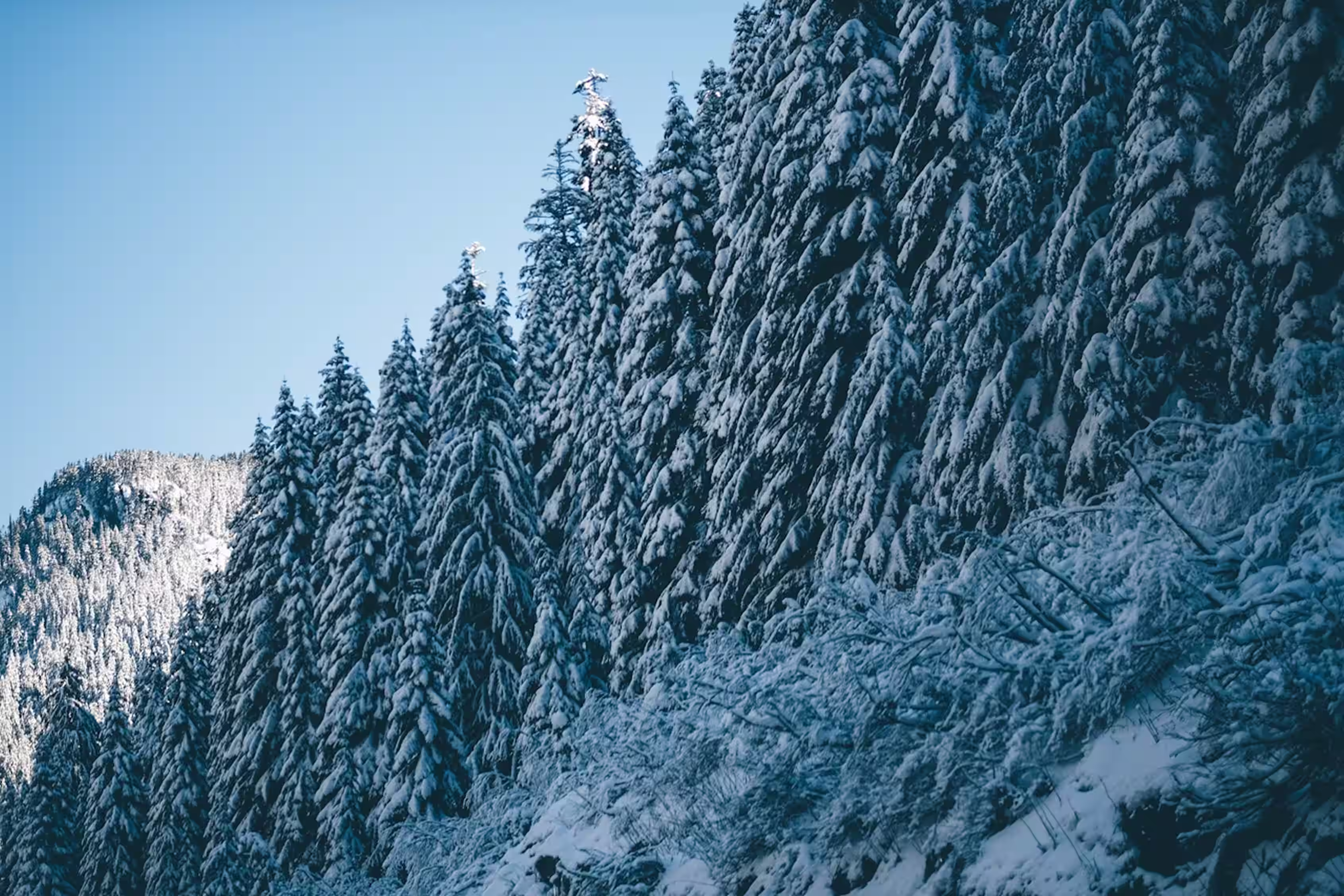 Snow-covered evergreen trees on a mountain slope under a clear blue sky.