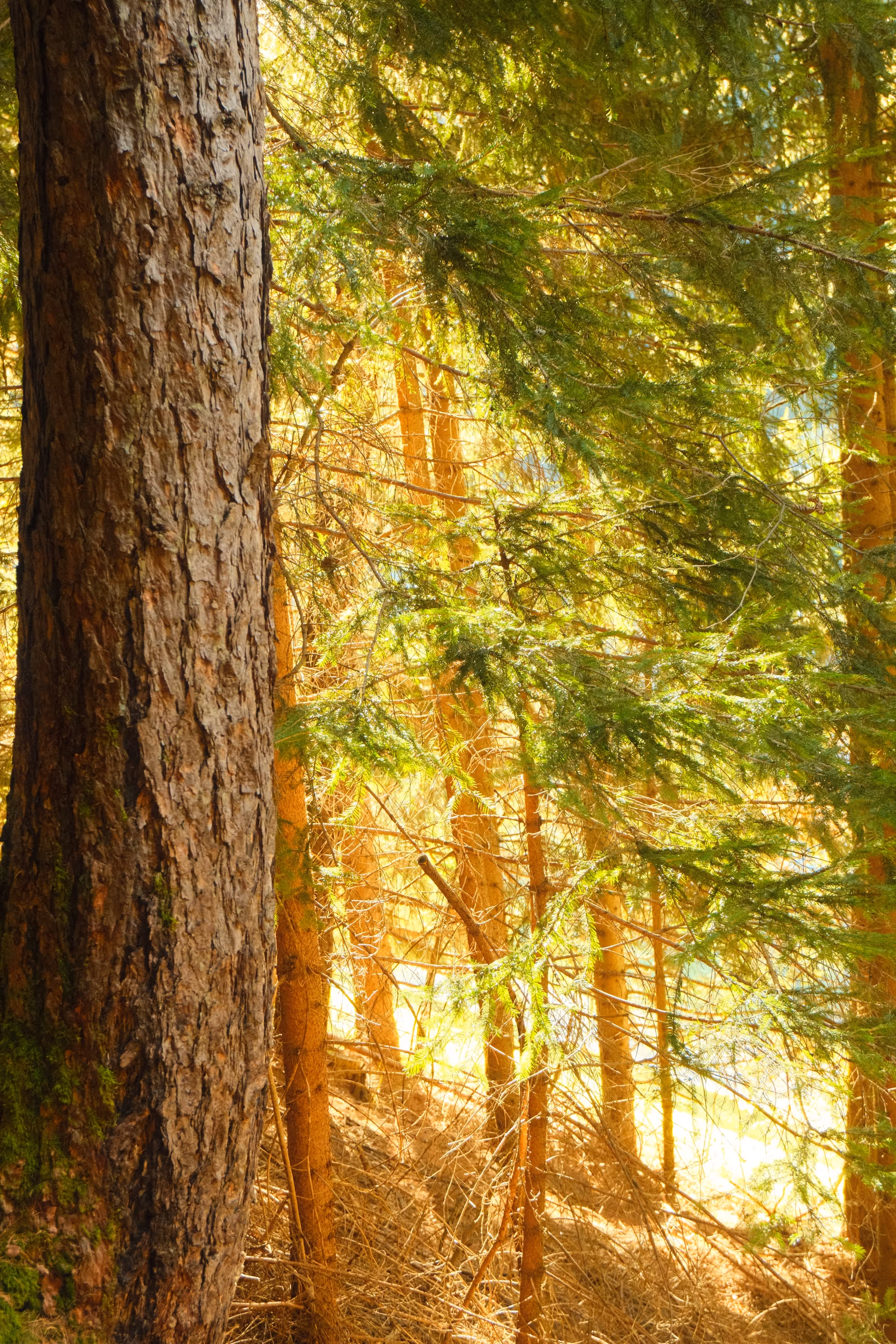 Sonnenlicht durchflutet einen dichten Wald mit Nadelbäumen und einem Baumstamm im Vordergrund.