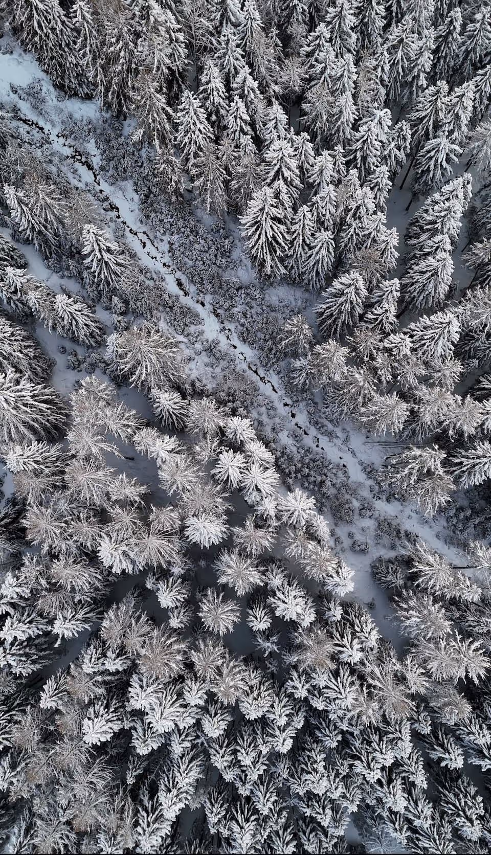 Luftaufnahme eines schneebedeckten Nadelwaldes mit einem schmalen, verschneiten Pfad in der Mitte.
