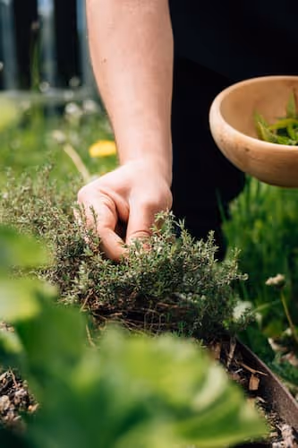 Hand erntet frische Kräuter in einem Garten mit einem Holzschüssel voller Blätter.