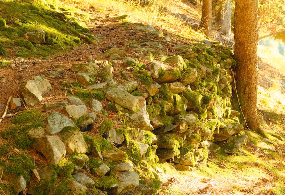 Mauer aus moosbedeckten Steinen im Wald bei Sonnenlicht neben einem Baumstamm.