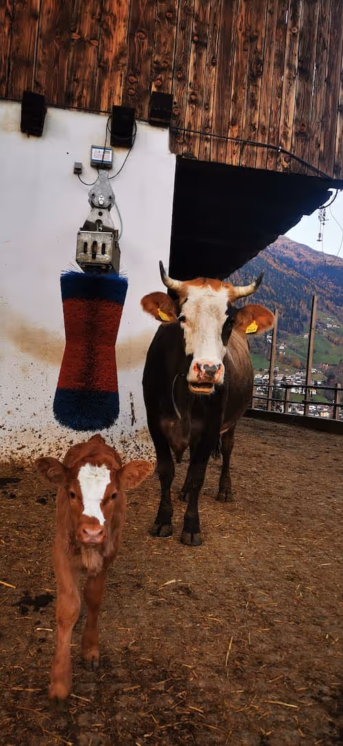 Eine braune Kuh mit weißen Flecken und ein Kalb stehen in einem Stall neben einer rot-blauen Bürste, im Hintergrund sind Berge zu sehen.