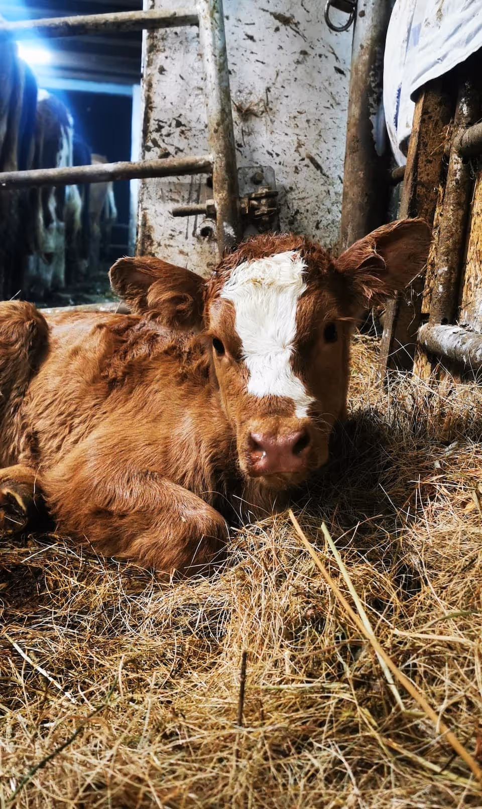Kalb liegt auf Stroh in einem Stall mit metallischen Gitterstäben im Hintergrund.