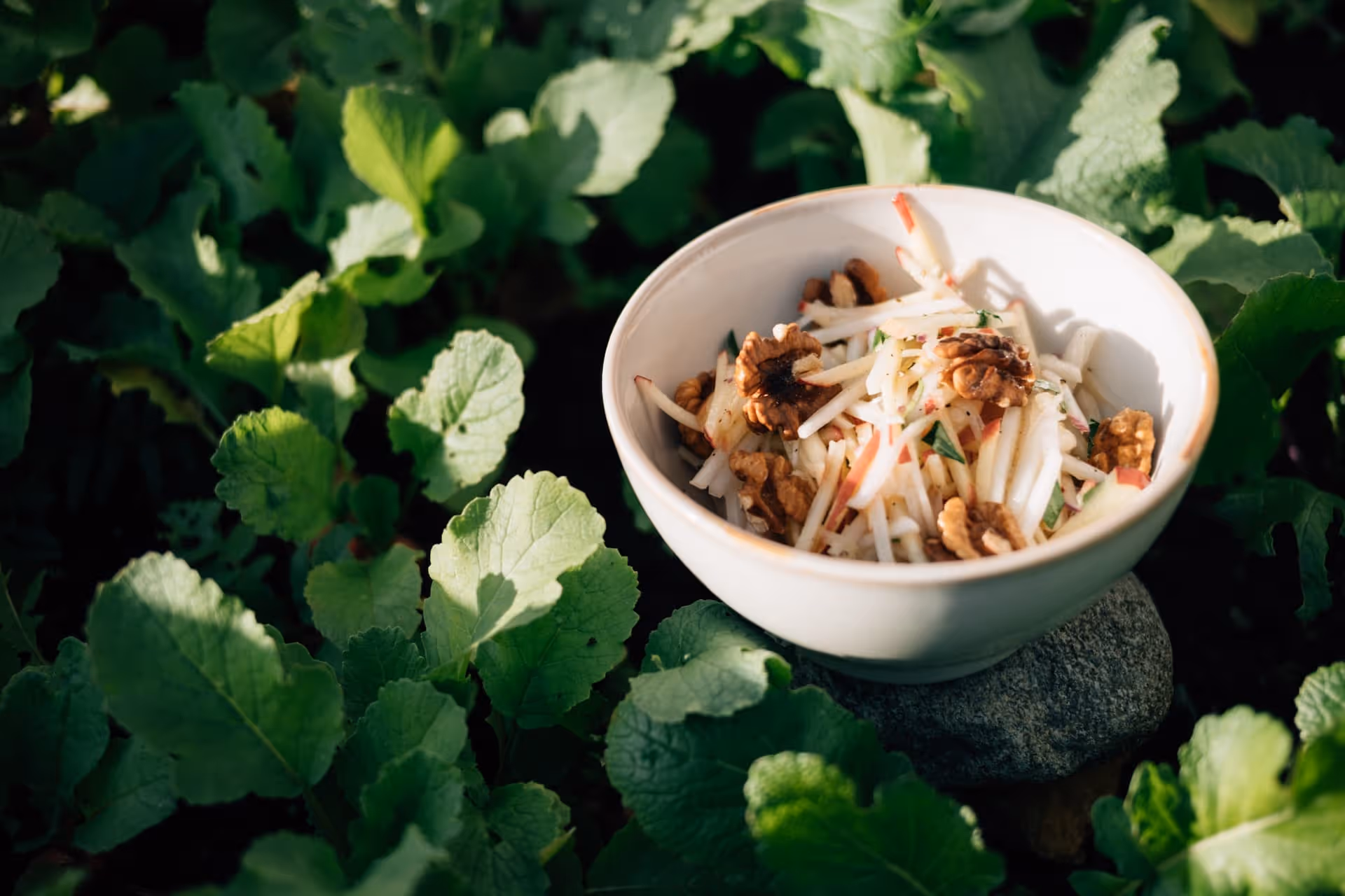 Schale mit Apfel-Walnuss-Salat, platziert auf einem Stein zwischen grünen Blättern im Sonnenlicht.