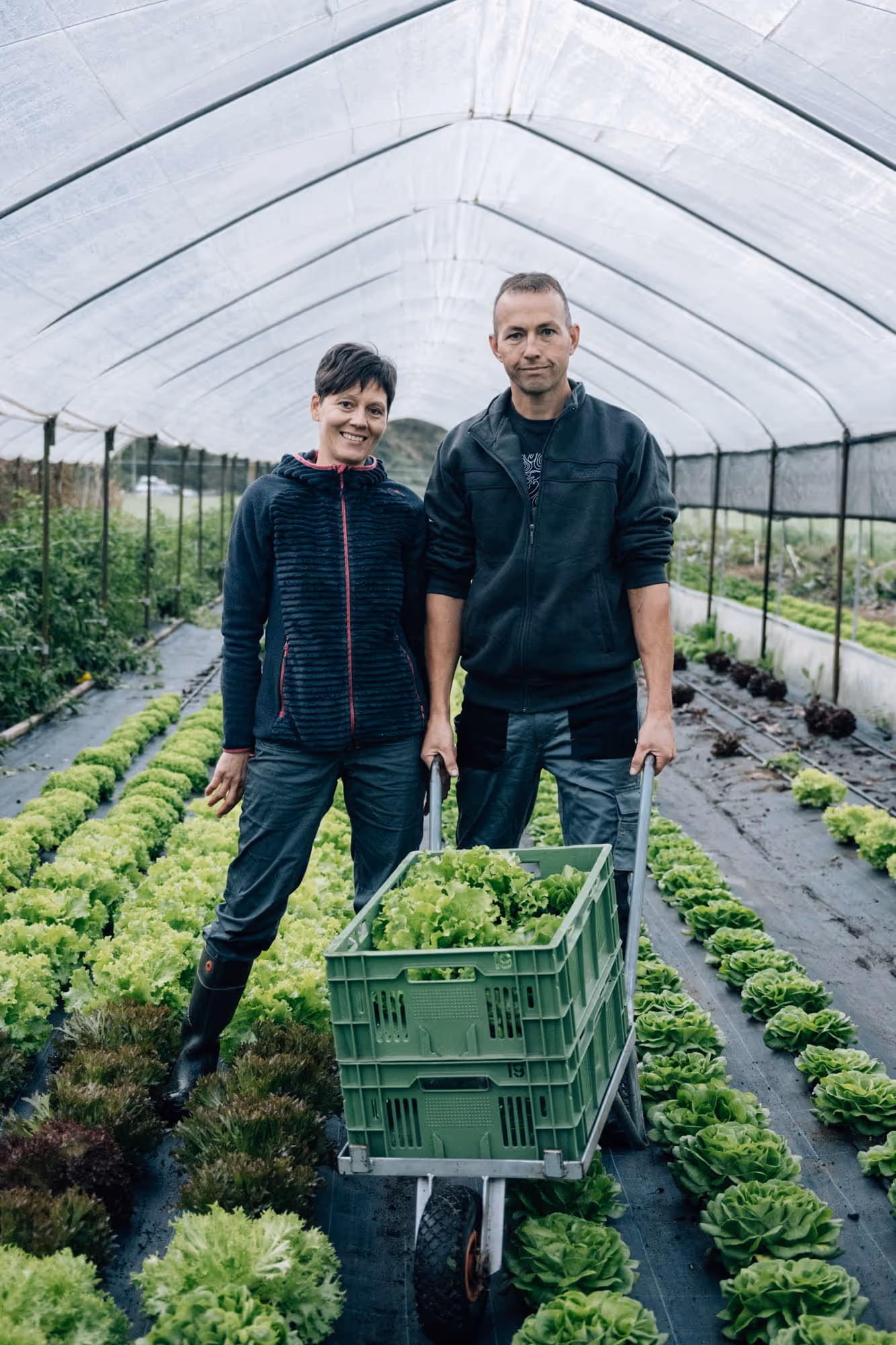 Zwei landwirtschaftliche Arbeiter in einem Gewächshaus stehen neben einem Schubkarren mit grünem Salat.