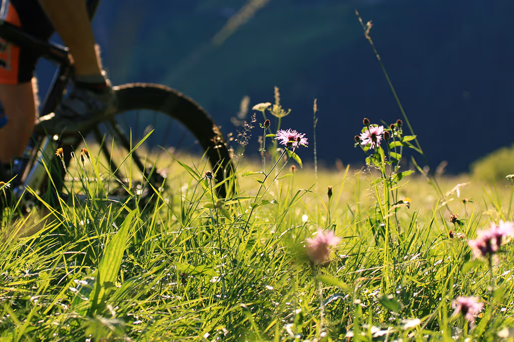 Fahrradfahrer fährt durch eine sonnige Wiese mit grünen Gräsern und lila Wildblumen.