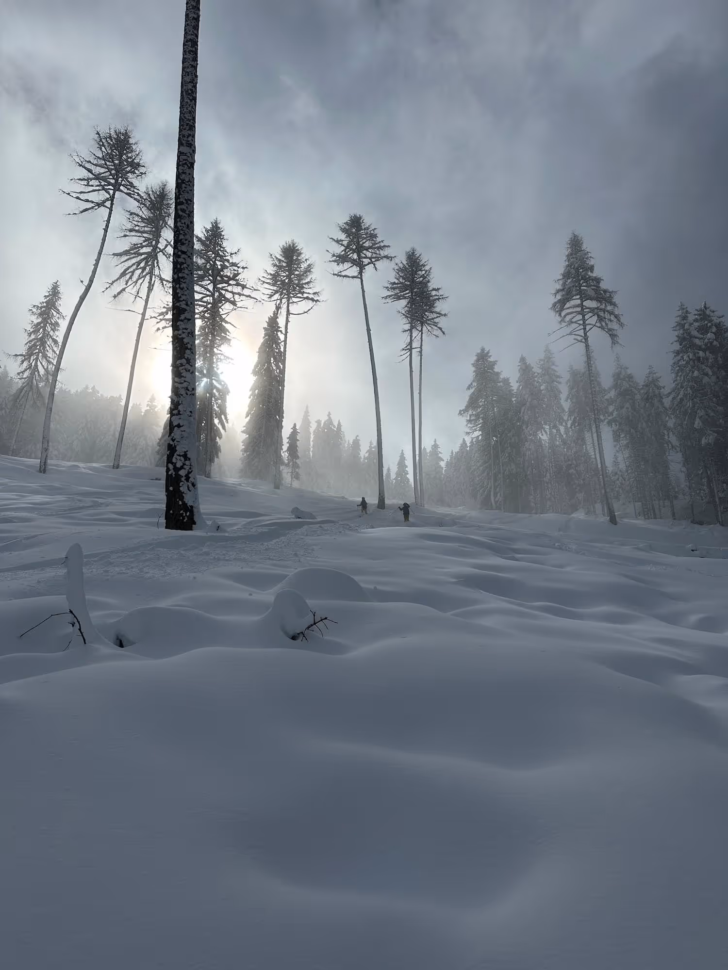 Zwei Skitourengeher steigen durch tiefen Schnee in einem nebligen, von hohen Bäumen gesäumten Wald mit Sonnenlicht im Hintergrund auf.