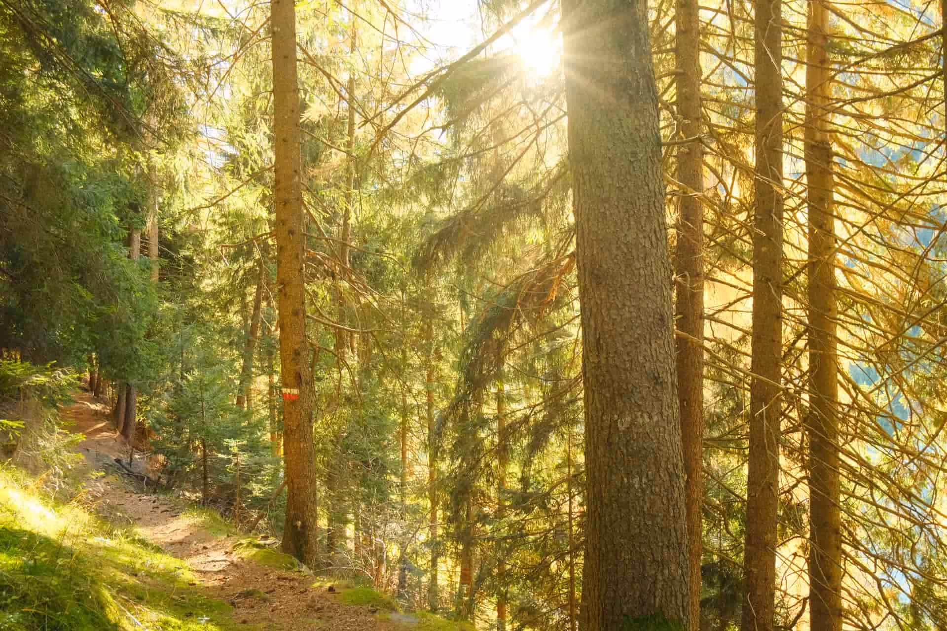 Sonnendurchfluteter Wald mit einem schmalen Pfad und hohen Nadelbäumen.