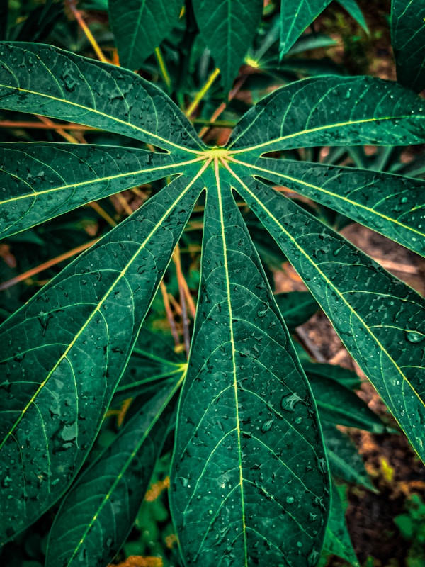 Feuilles de manioc après la pluie