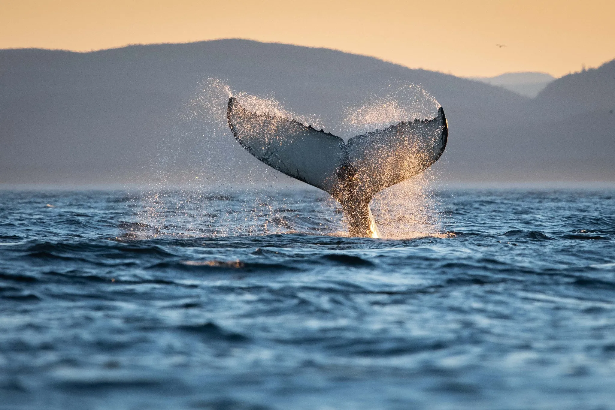 Queue de baleine émergeant du fleuve Saint-Laurent au coucher du soleil