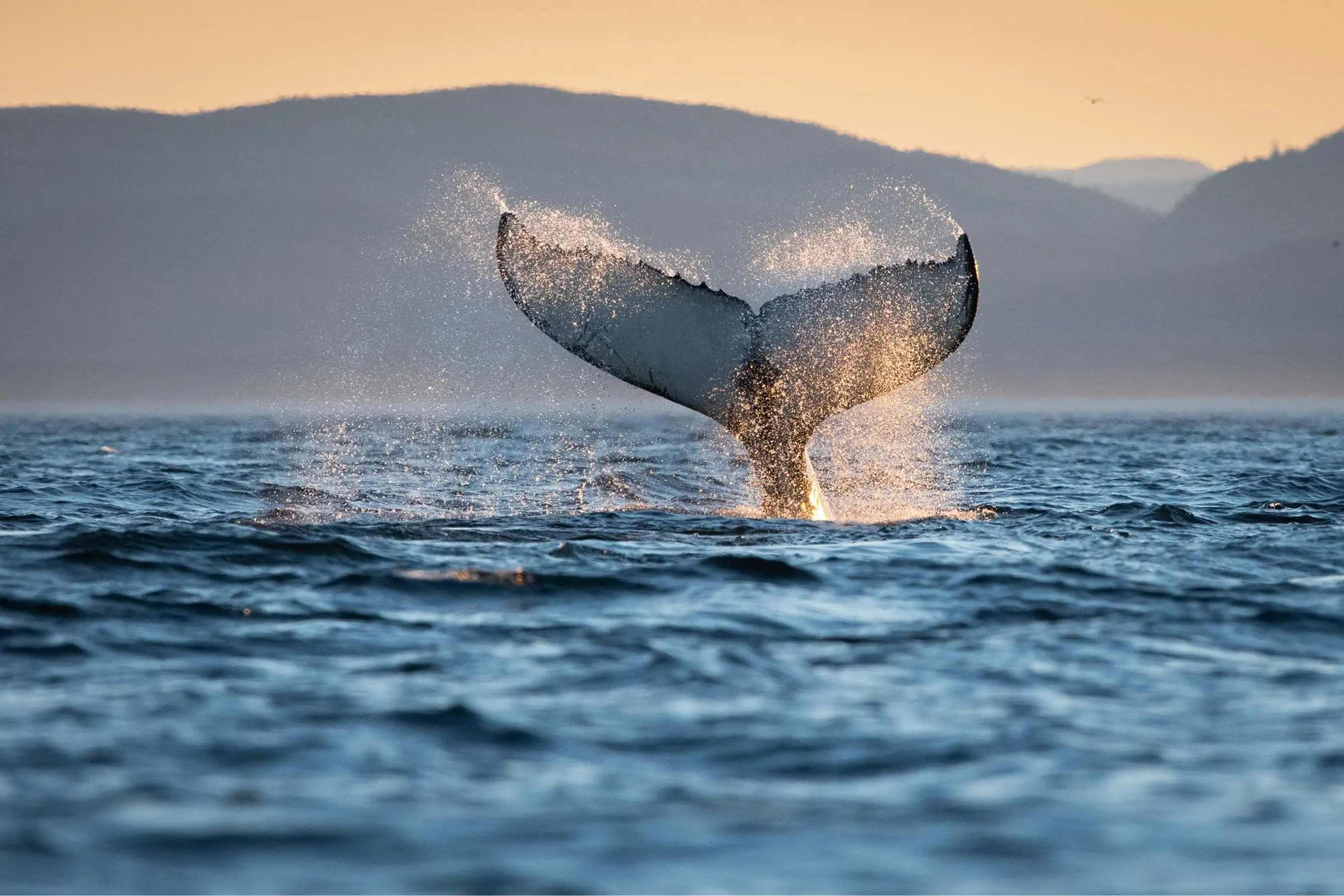 Queue de baleine émergeant du fleuve Saint-Laurent au coucher du soleil