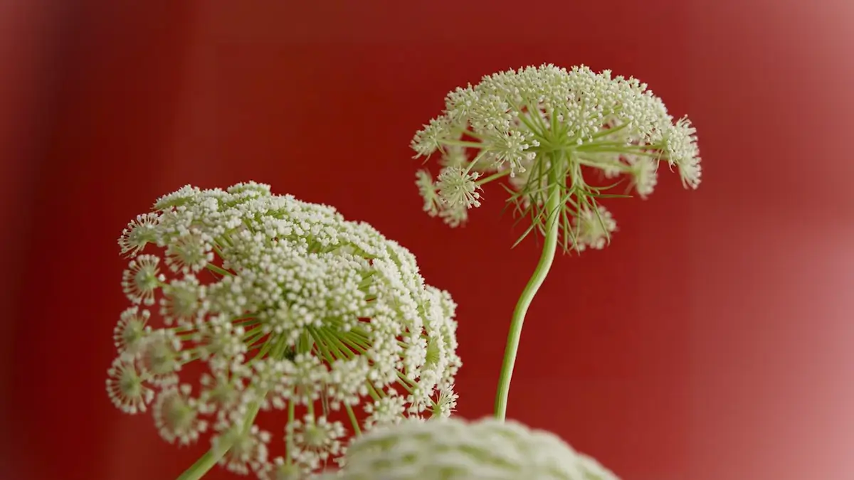 Les hormones pendant la périménopause
