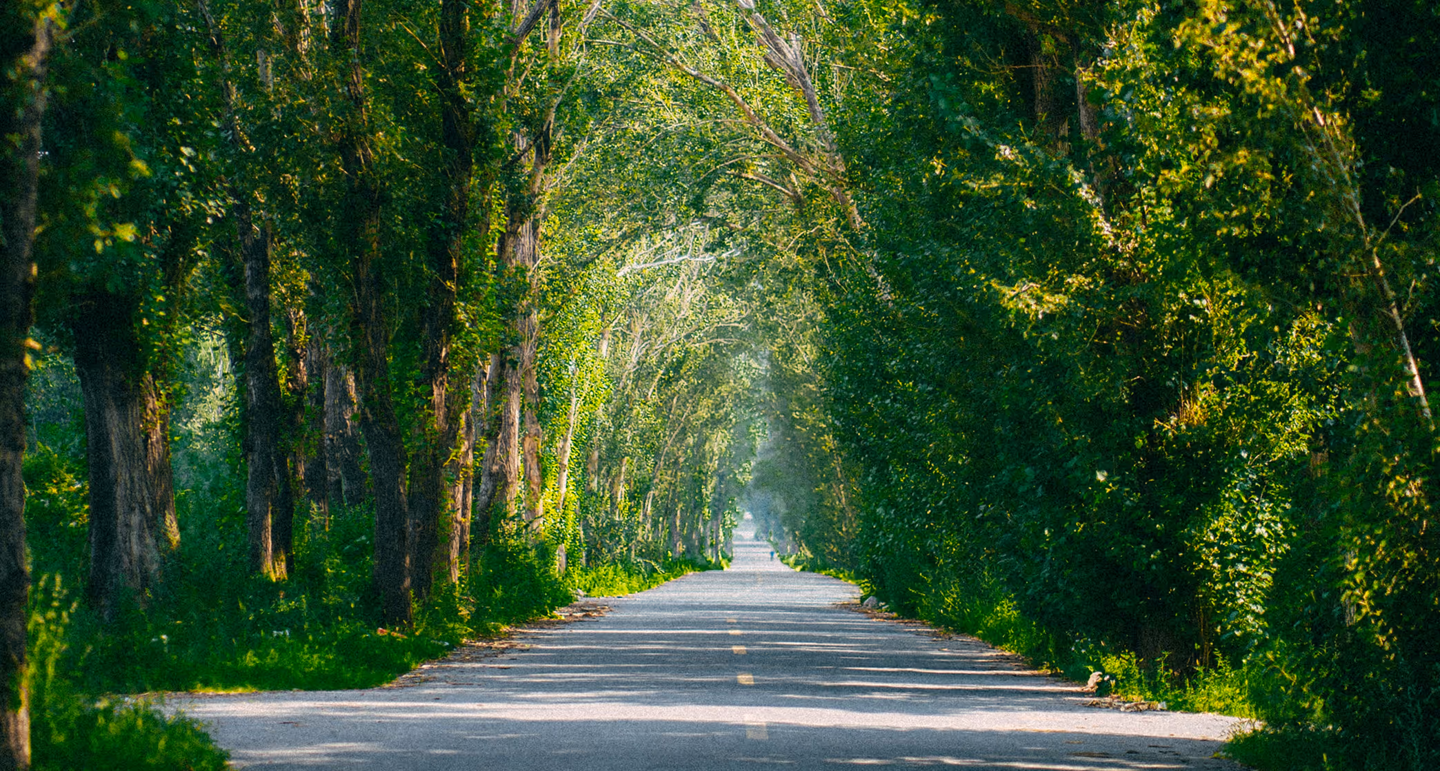 Baumgesäumte Straße, die ruhig in die Ferne führt