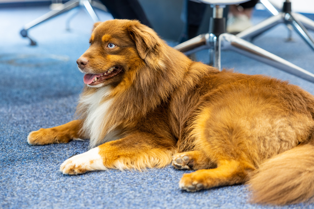 Flauschiger brauner Hund liegt auf blauem Teppichboden und schaut zur Seite.