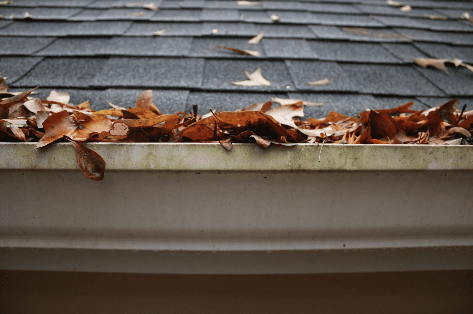 gutter clogged with leaves