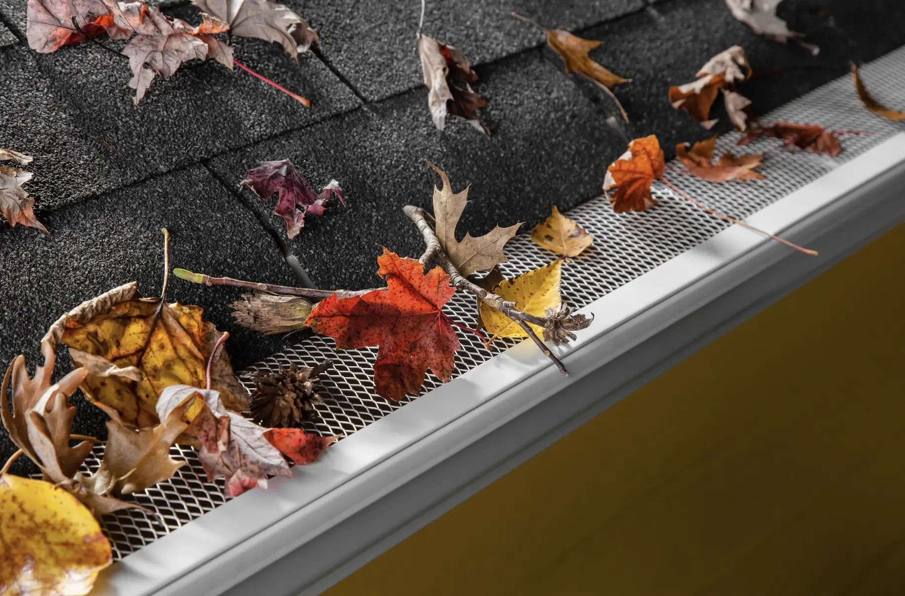 Leafs falling on a gutter