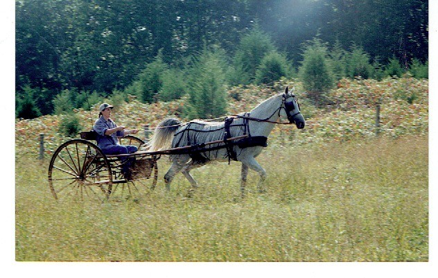 MEADOW BROOK STYLE CART