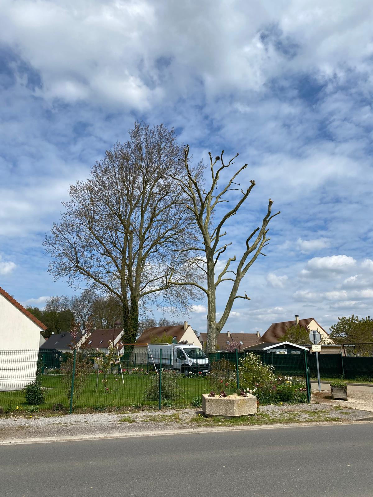 image of clean river running through a forest