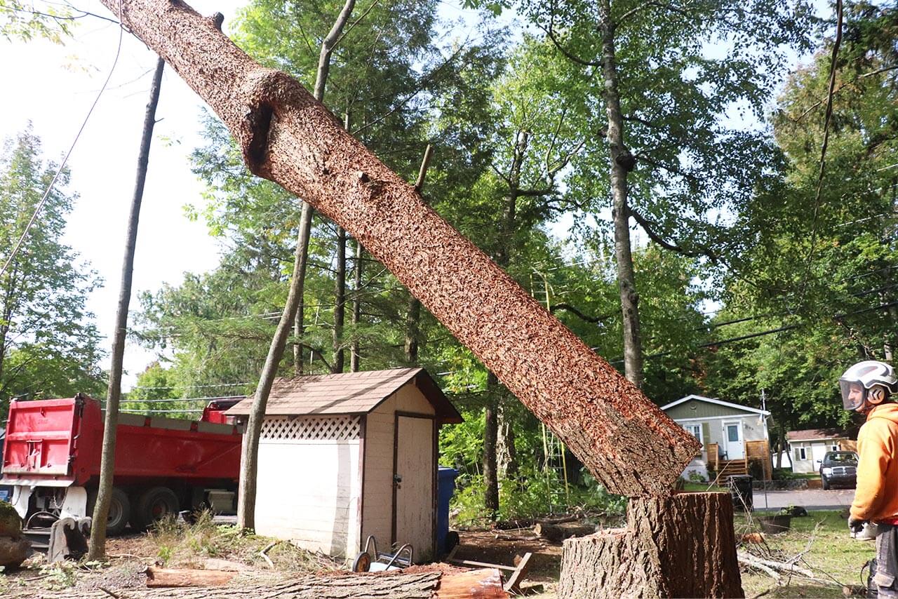 image of workers gardening