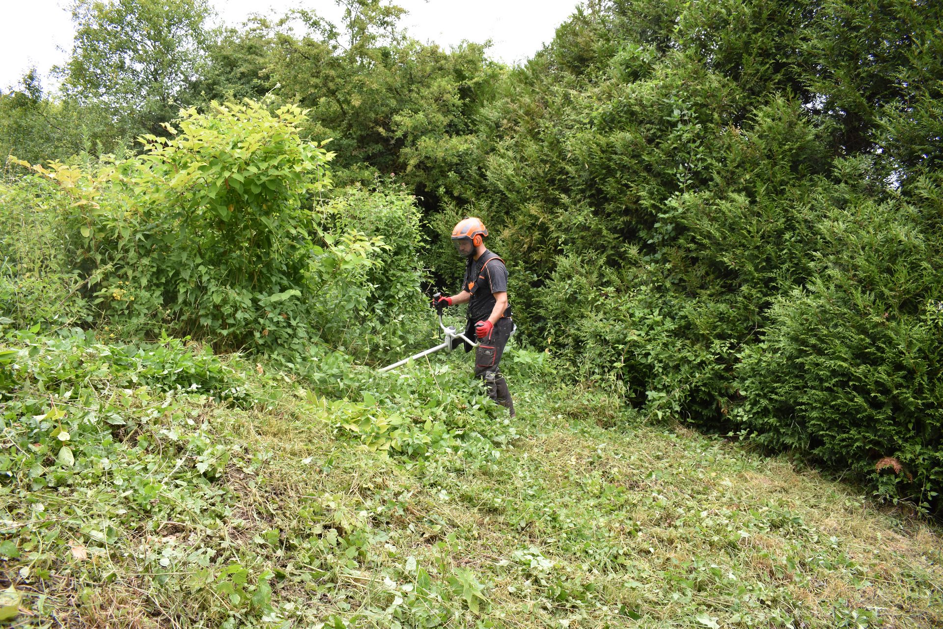 image of topiary art in a garden