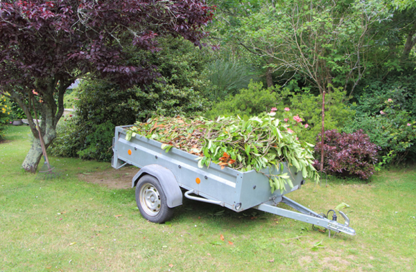 image of reforestation project