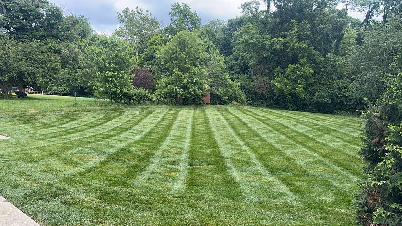 Striped grass lawn showcasing expert maintenance from Triscapes crew