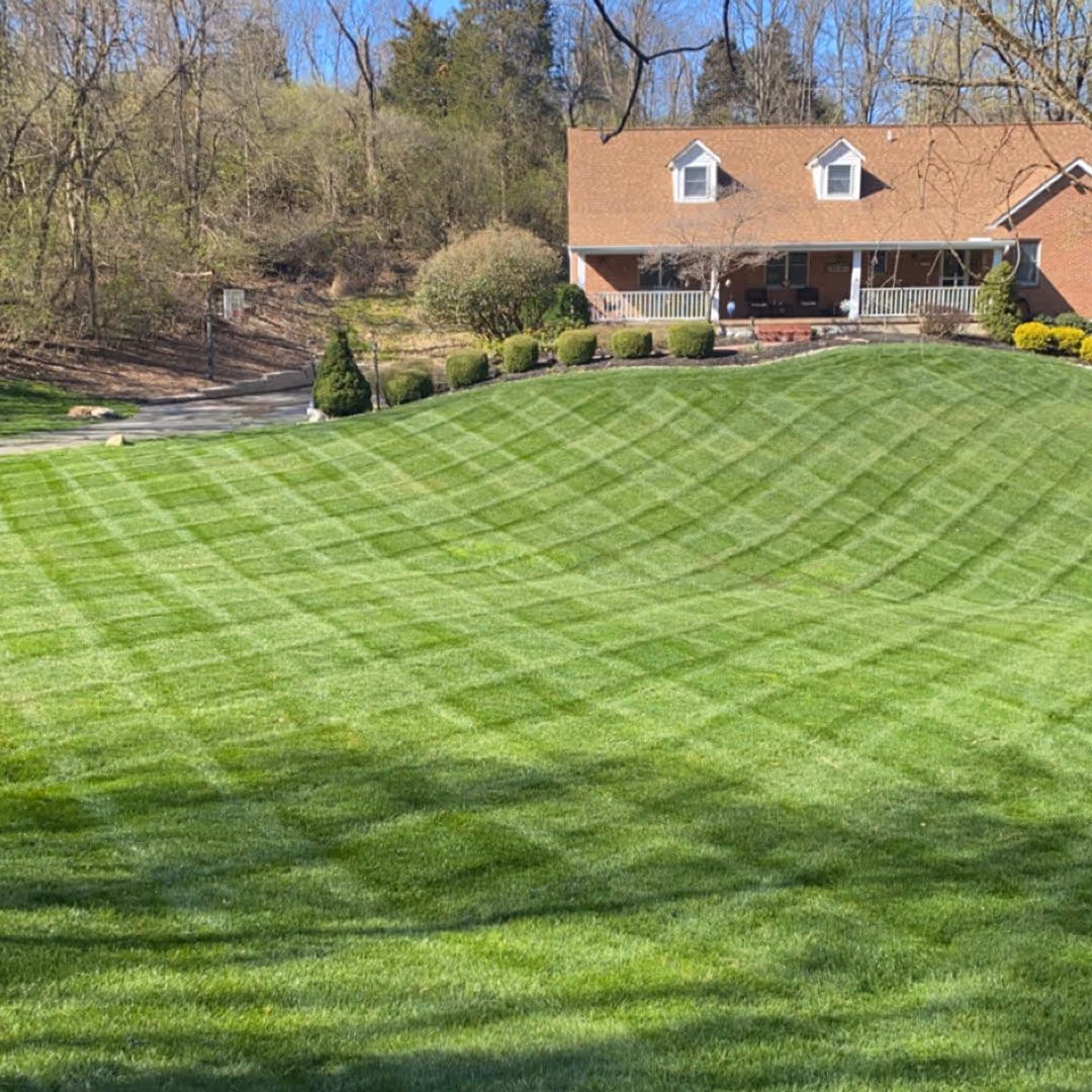 Freshly mowed lawn with crisp stripe pattern by Triscapes near me
