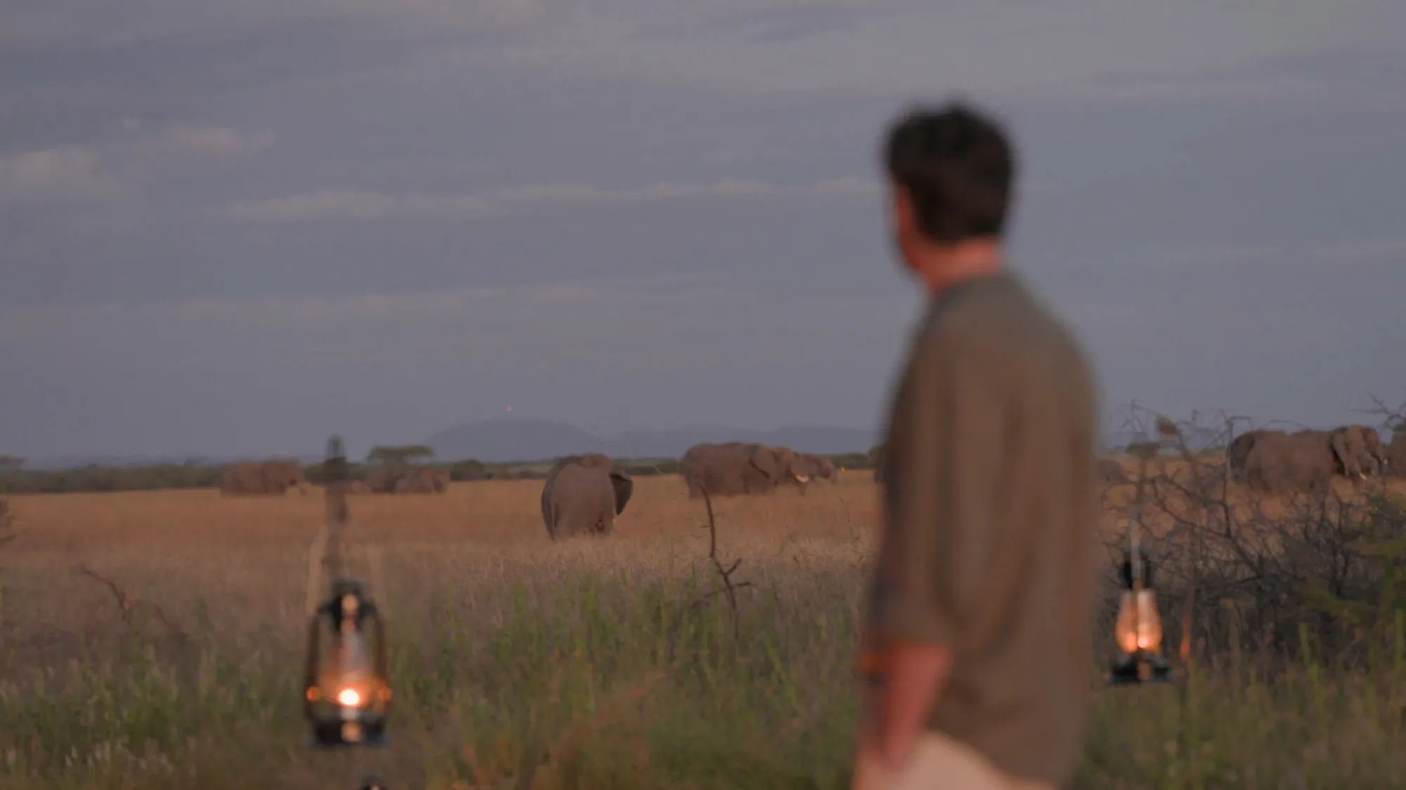 Man watching a group of elephants in a grassy savanna at dusk with two lanterns hanging in the foreground.
