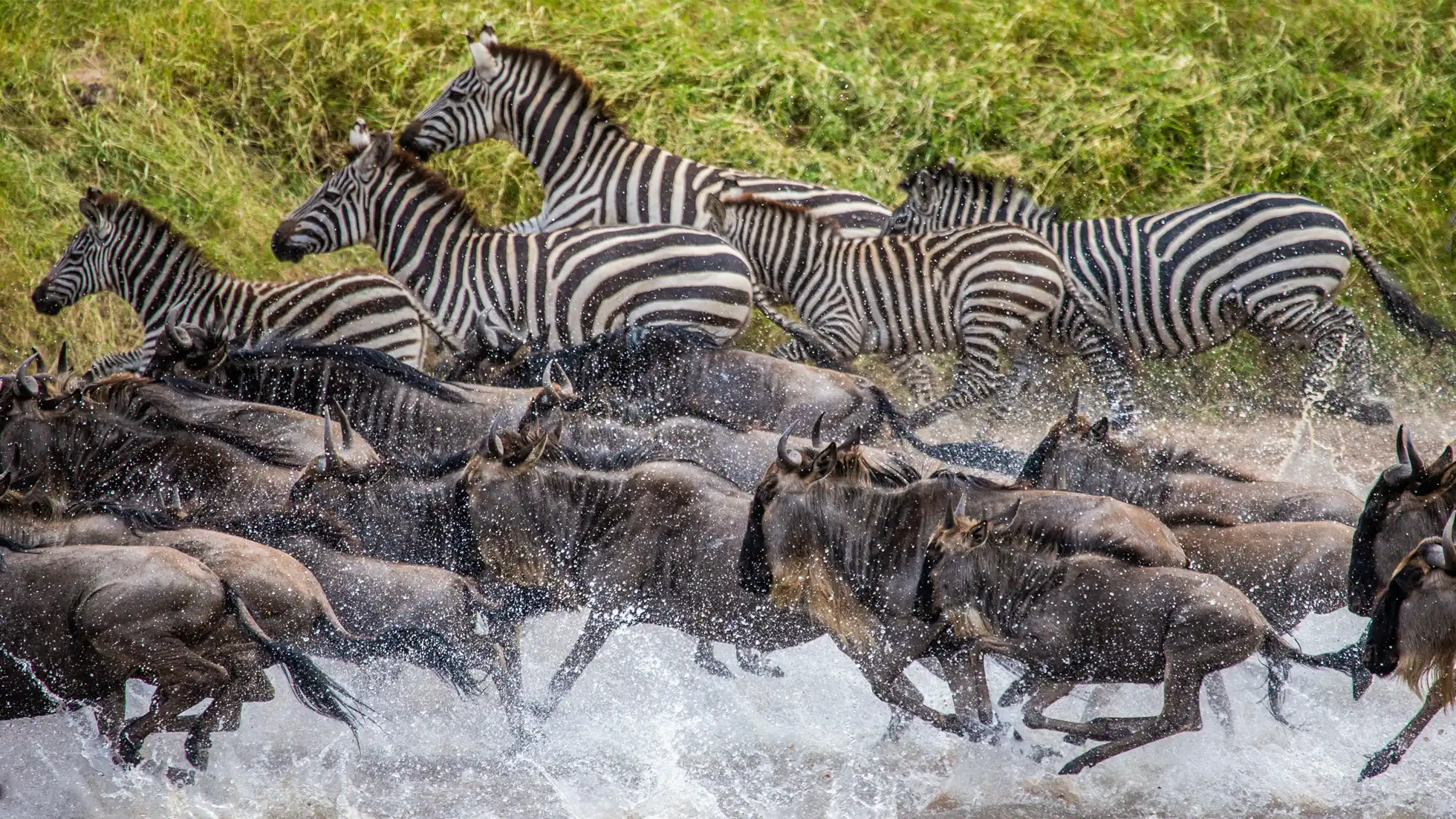 Dramatic wildlife crossing with zebras and wildebeest running through splashing river water during migration.