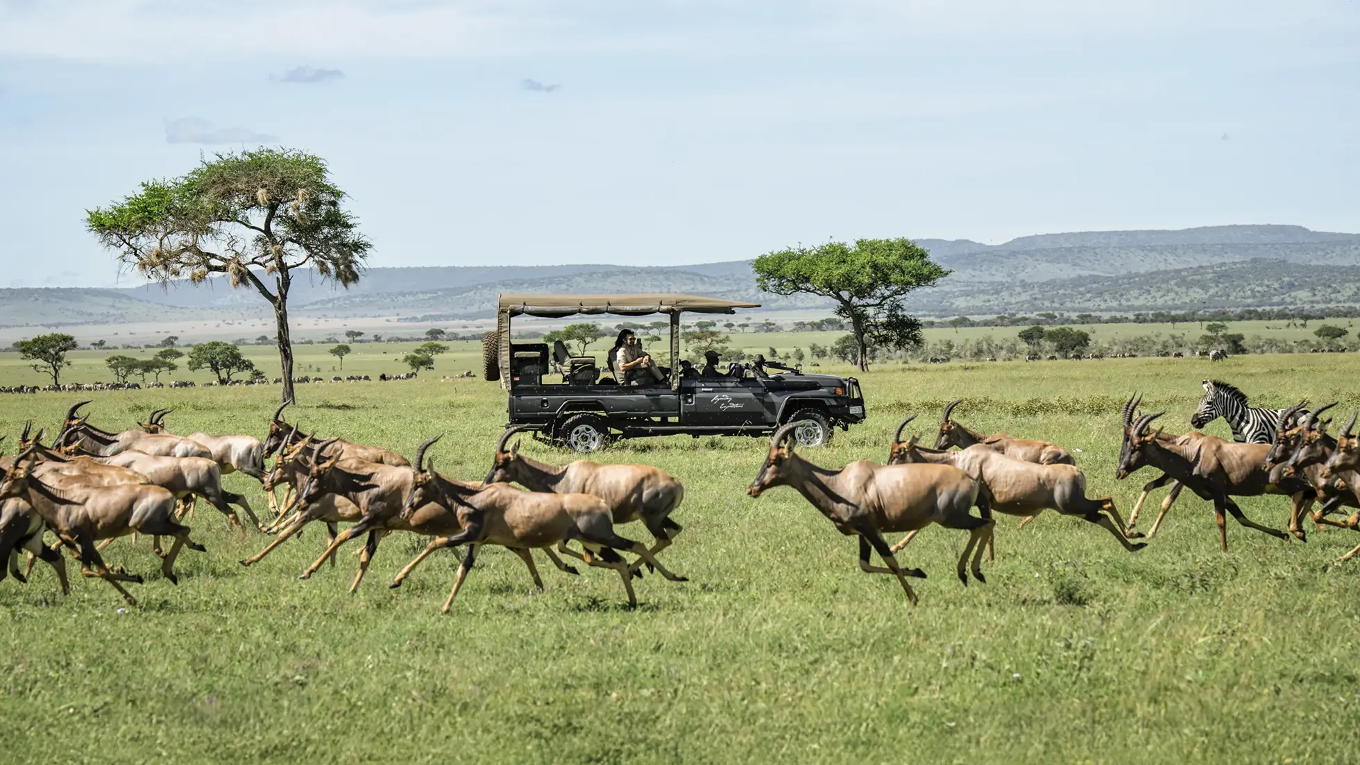 Open safari vehicle observing a herd of antelope running across the grassy plains with zebras in the background in the Serengeti.