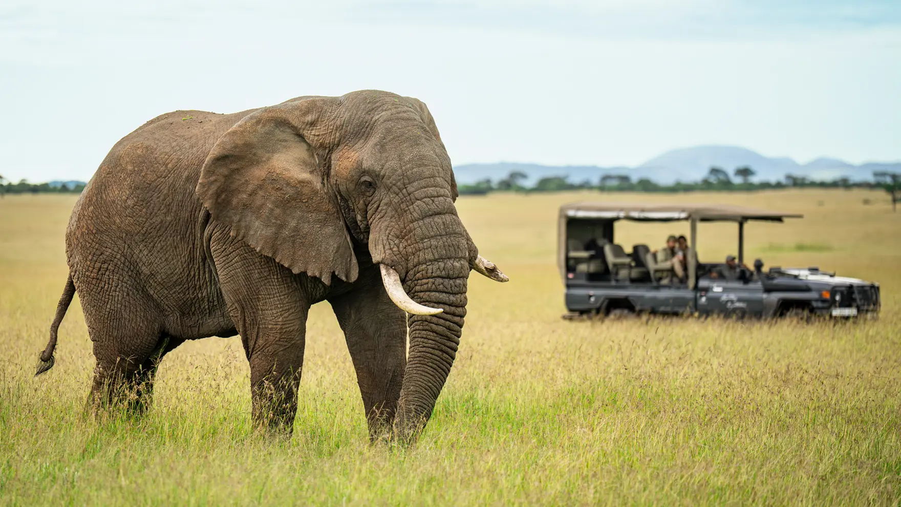 Large elephant grazing in an open savannah with a safari vehicle and guests observing in the background.