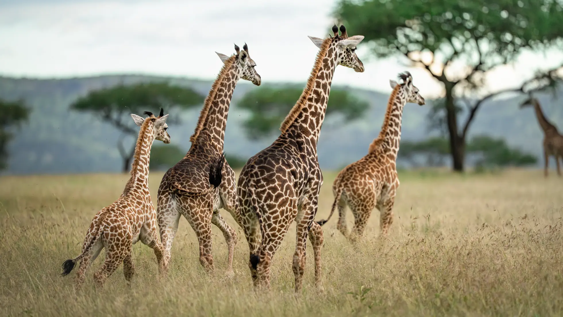 Group of young giraffes walking through tall grass in a savannah with trees in the background.