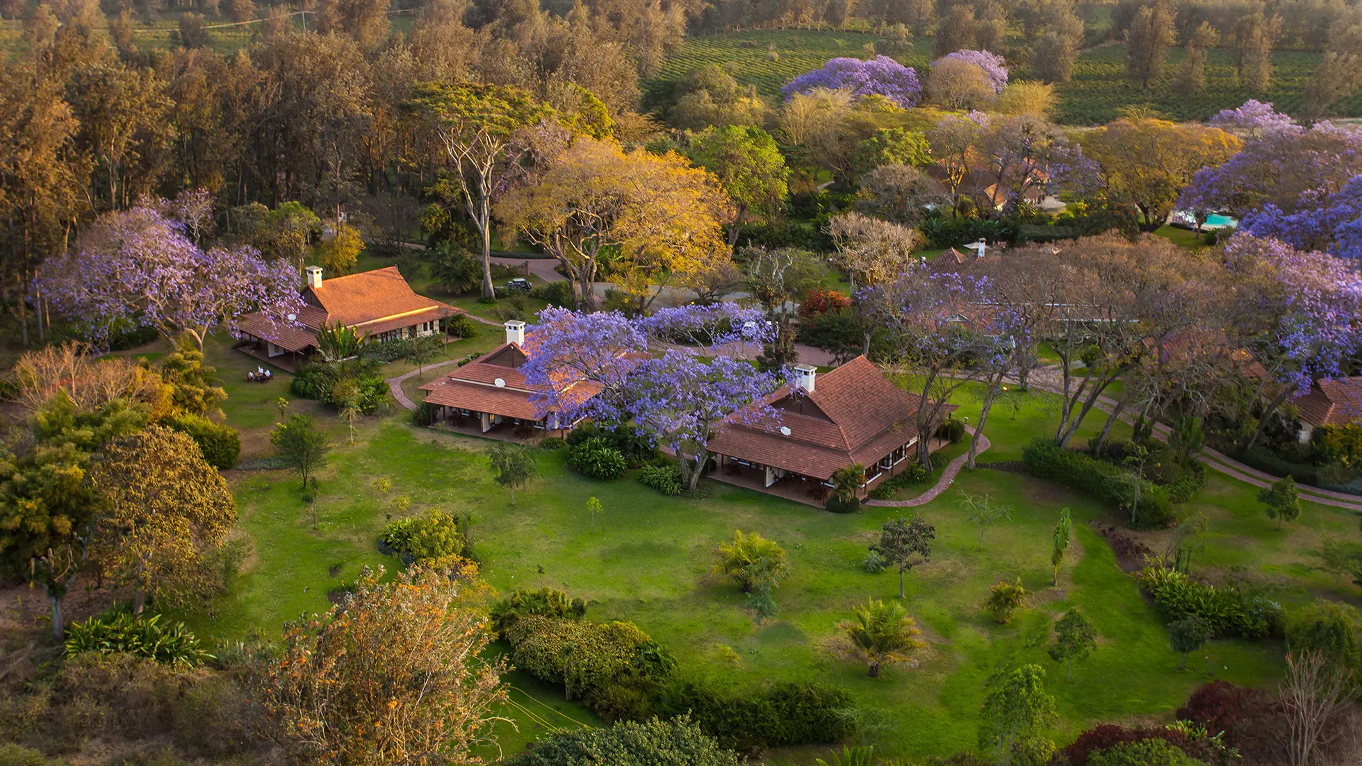 Aerial view of a peaceful lodge surrounded by green lawns, trees, and blooming purple jacaranda trees.